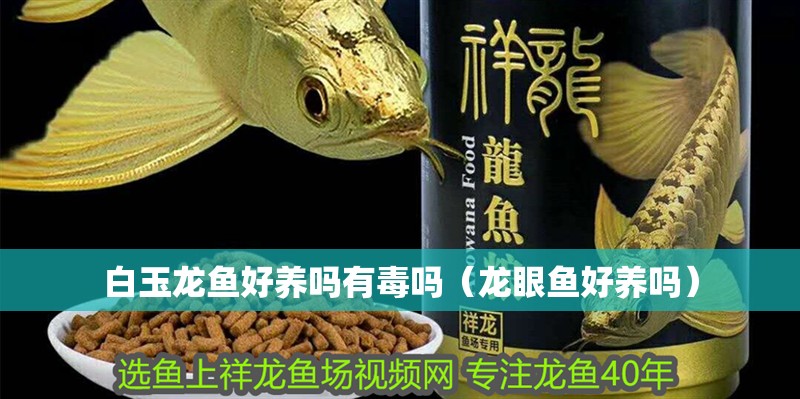 白玉龍魚好養嗎有毒嗎（龍眼魚好養嗎）