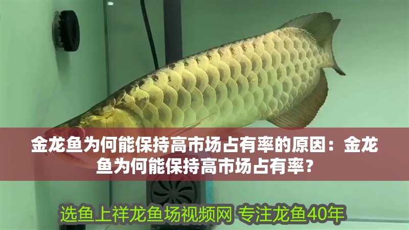 金龍魚為何能保持高市場占有率的原因：金龍魚為何能保持高市場占有率？