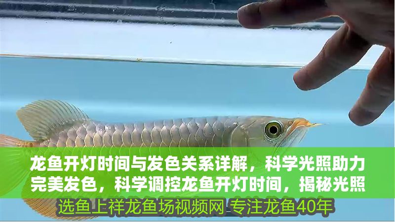 龍魚開燈時間與發色關系詳解，科學光照助力完美發色，科學調控龍魚開燈時間，揭秘光照與發色的關鍵關系