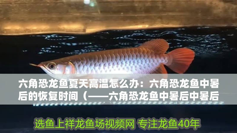 六角恐龍魚夏天高溫怎么辦：六角恐龍魚中暑后的恢復時間（——六角恐龍魚中暑后中暑后需要多久才能恢復）