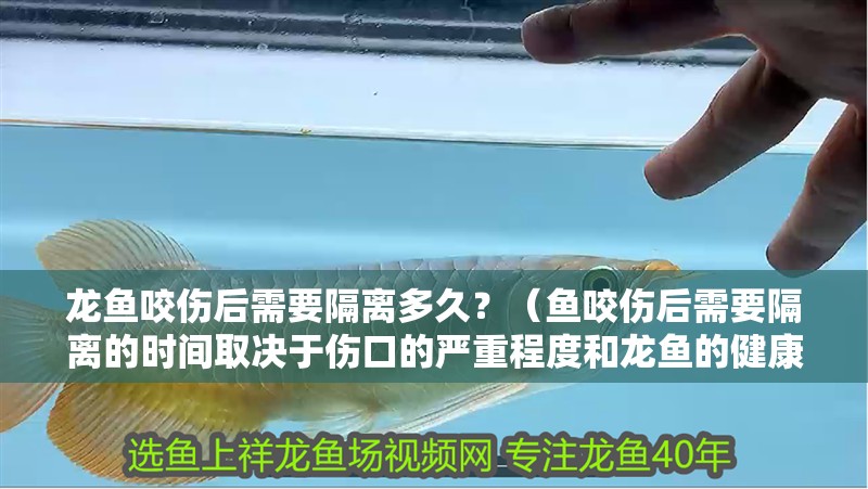 龍魚咬傷后需要隔離多久？（魚咬傷后需要隔離的時間取決于傷口的嚴重程度和龍魚的健康狀況）