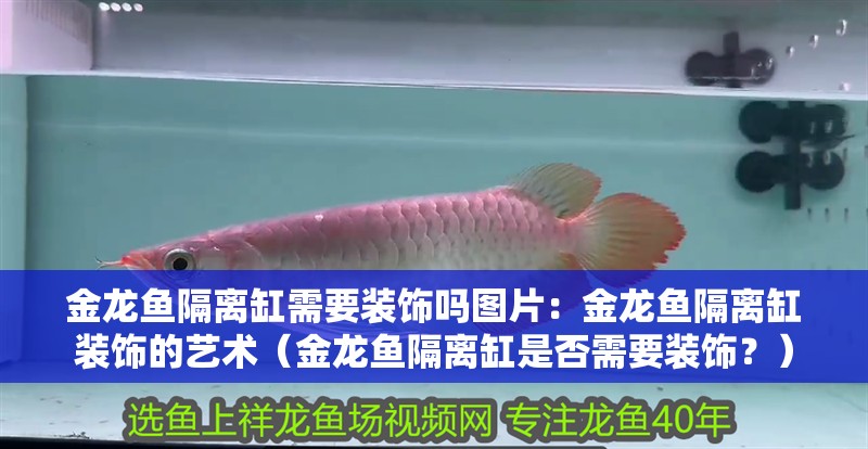 金龍魚隔離缸需要裝飾嗎圖片：金龍魚隔離缸裝飾的藝術(shù)（金龍魚隔離缸是否需要裝飾？）
