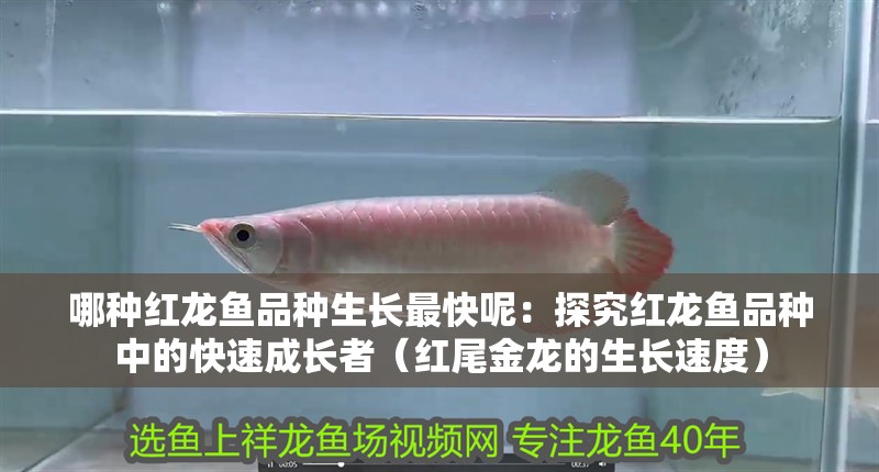 哪種紅龍魚品種生長最快呢：探究紅龍魚品種中的快速成長者（紅尾金龍的生長速度）