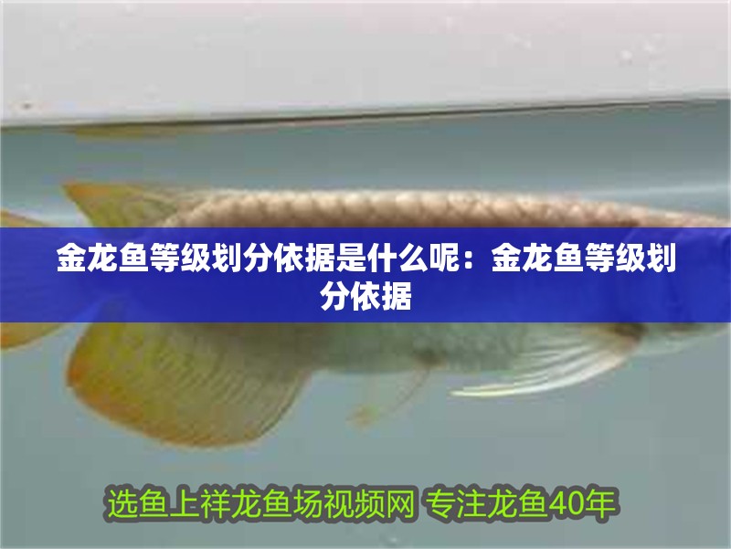 金龍魚等級劃分依據是什么呢：金龍魚等級劃分依據
