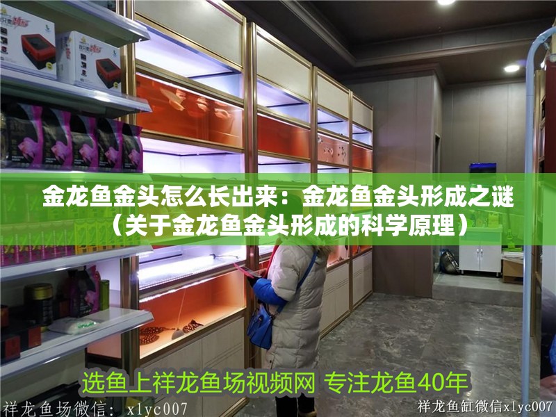 金龍魚金頭怎么長出來：金龍魚金頭形成之謎（關于金龍魚金頭形成的科學原理）