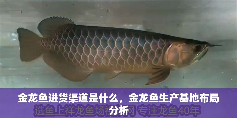 金龍魚進貨渠道是什么，金龍魚生產基地布局分析
