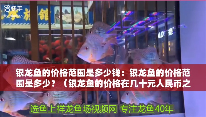 銀龍魚的價格范圍是多少錢：銀龍魚的價格范圍是多少？（銀龍魚的價格在幾十元人民幣之間的價格范圍是多少）