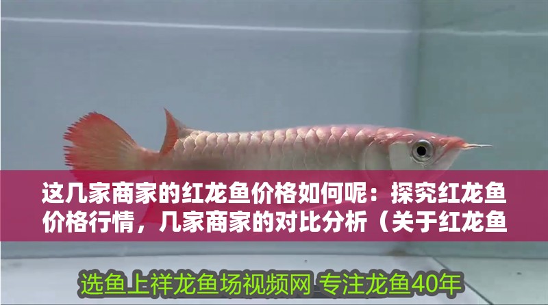 這幾家商家的紅龍魚價格如何呢：探究紅龍魚價格行情，幾家商家的對比分析（關于紅龍魚的價格問題）