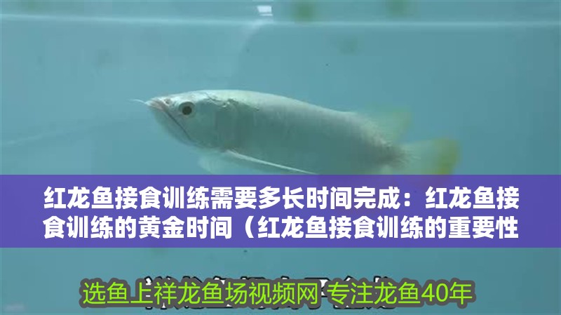 紅龍魚(yú)接食訓(xùn)練需要多長(zhǎng)時(shí)間完成：紅龍魚(yú)接食訓(xùn)練的黃金時(shí)間（紅龍魚(yú)接食訓(xùn)練的重要性）