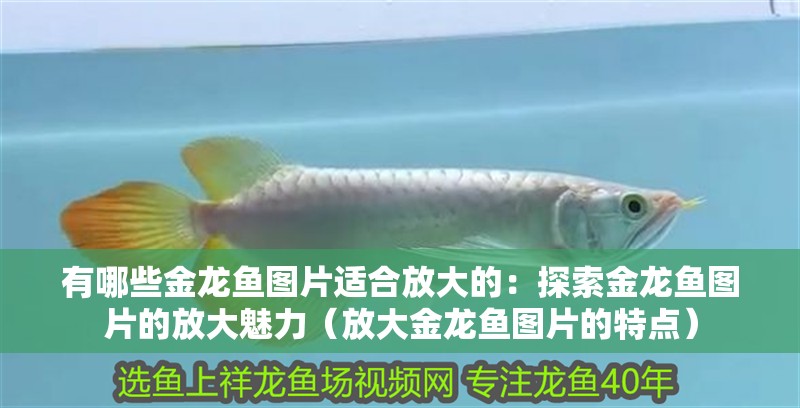 有哪些金龍魚(yú)圖片適合放大的：探索金龍魚(yú)圖片的放大魅力（放大金龍魚(yú)圖片的特點(diǎn)）