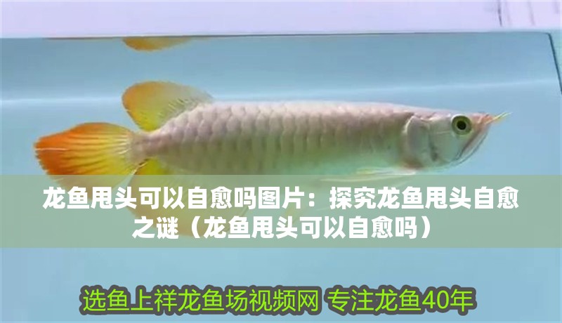 龍魚甩頭可以自愈嗎圖片：探究龍魚甩頭自愈之謎（龍魚甩頭可以自愈嗎）