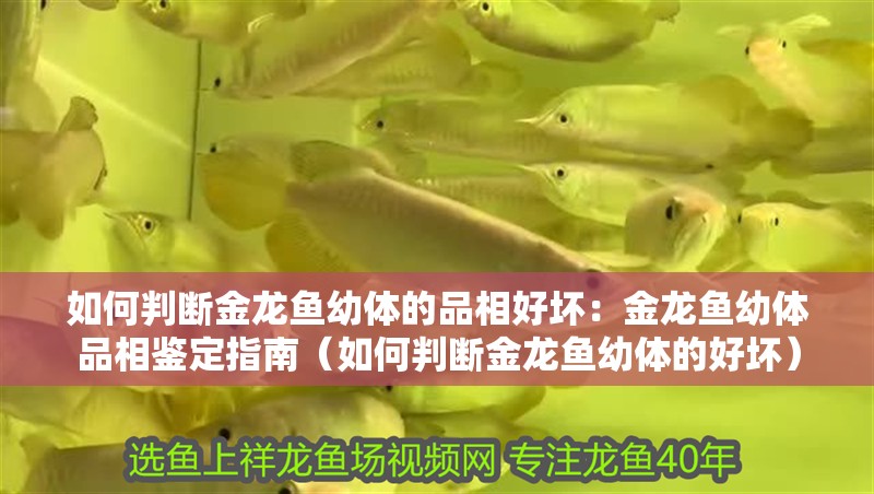 如何判斷金龍魚幼體的品相好壞：金龍魚幼體品相鑒定指南（如何判斷金龍魚幼體的好壞）