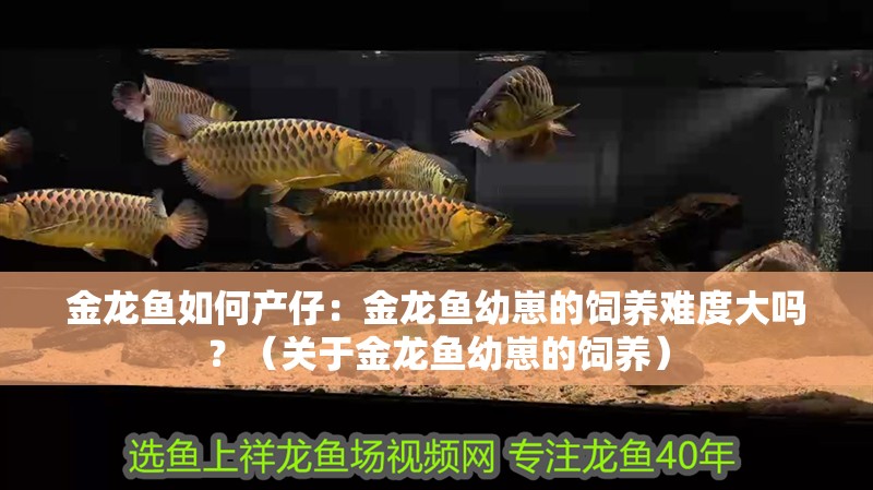 金龍魚如何產(chǎn)仔：金龍魚幼崽的飼養(yǎng)難度大嗎？（關(guān)于金龍魚幼崽的飼養(yǎng)）