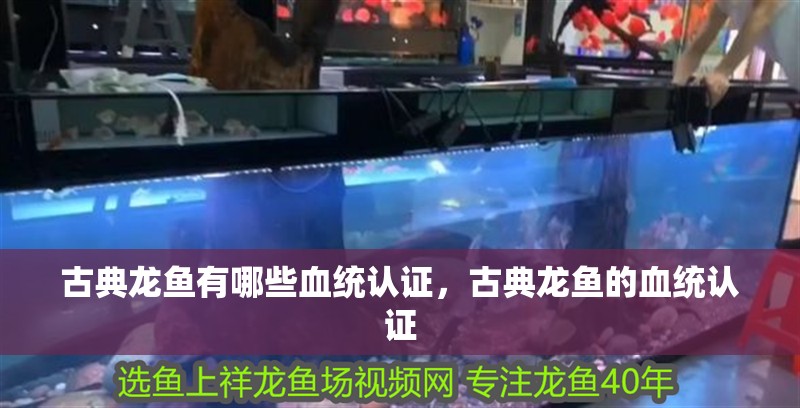 古典龍魚(yú)有哪些血統(tǒng)認(rèn)證，古典龍魚(yú)的血統(tǒng)認(rèn)證