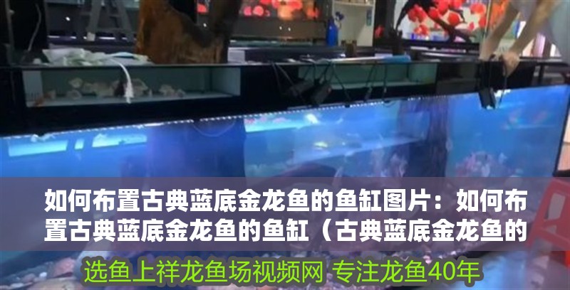 如何布置古典藍底金龍魚的魚缸圖片：如何布置古典藍底金龍魚的魚缸（古典藍底金龍魚的布置）