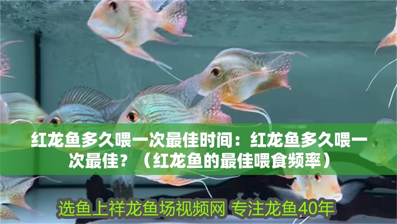 紅龍魚多久喂一次最佳時間：紅龍魚多久喂一次最佳？（紅龍魚的最佳喂食頻率）
