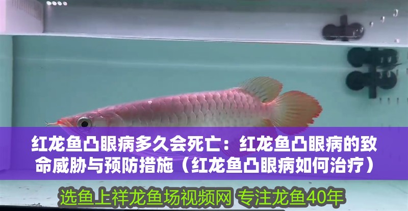 紅龍魚凸眼病多久會死亡：紅龍魚凸眼病的致命威脅與預防措施（紅龍魚凸眼病如何治療）
