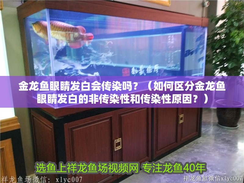 金龍魚眼睛發白會傳染嗎？（如何區分金龍魚眼睛發白的非傳染性和傳染性原因？）