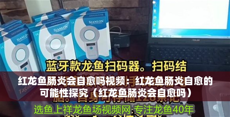 紅龍魚腸炎會自愈嗎視頻：紅龍魚腸炎自愈的可能性探究（紅龍魚腸炎會自愈嗎） 紅龍魚腸炎會自愈嗎視頻：紅龍魚腸炎自愈的可能性探究（紅龍魚腸炎會自愈嗎） 水族問答