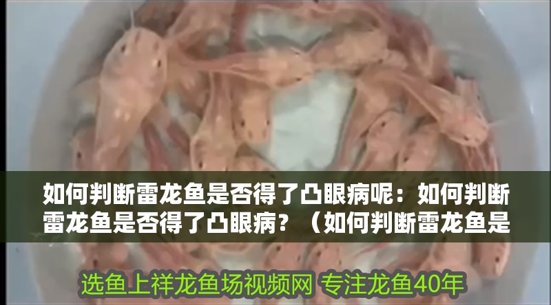 如何判斷雷龍魚是否得了凸眼病呢：如何判斷雷龍魚是否得了凸眼病？（如何判斷雷龍魚是否得了凸眼病）