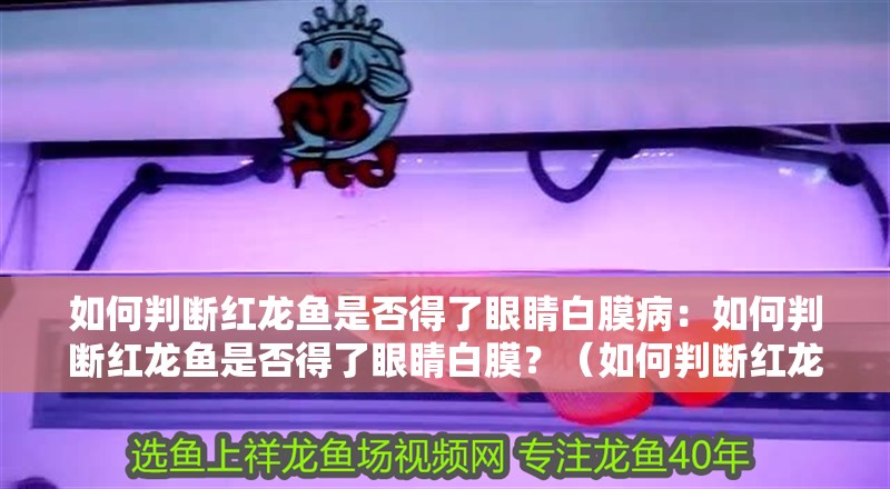 如何判斷紅龍魚是否得了眼睛白膜病：如何判斷紅龍魚是否得了眼睛白膜？（如何判斷紅龍魚是否患有眼睛白膜）