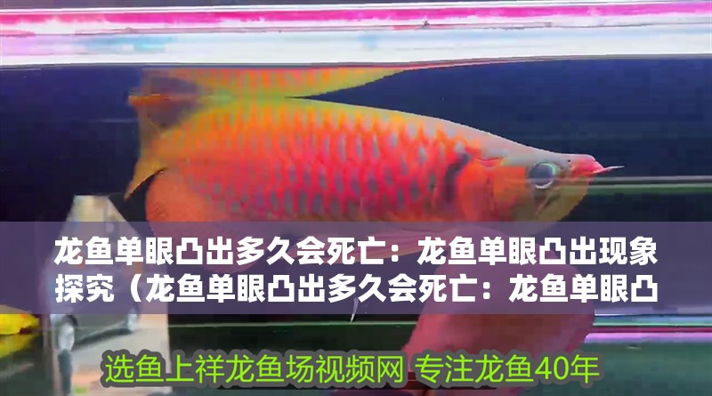 龍魚單眼凸出多久會死亡：龍魚單眼凸出現象探究（龍魚單眼凸出多久會死亡：龍魚單眼凸出的成因、如何預防）