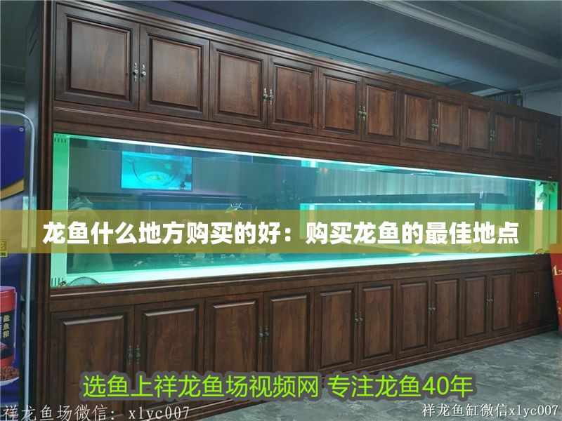 龍魚什么地方購買的好：購買龍魚的最佳地點