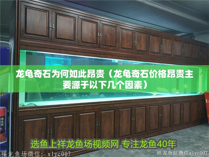 龍龜奇石為何如此昂貴（龍龜奇石價格昂貴主要源于以下幾個因素）