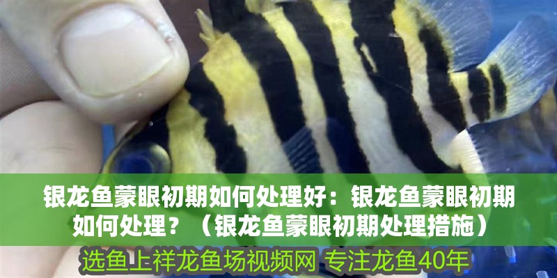 銀龍魚蒙眼初期如何處理好：銀龍魚蒙眼初期如何處理？（銀龍魚蒙眼初期處理措施）