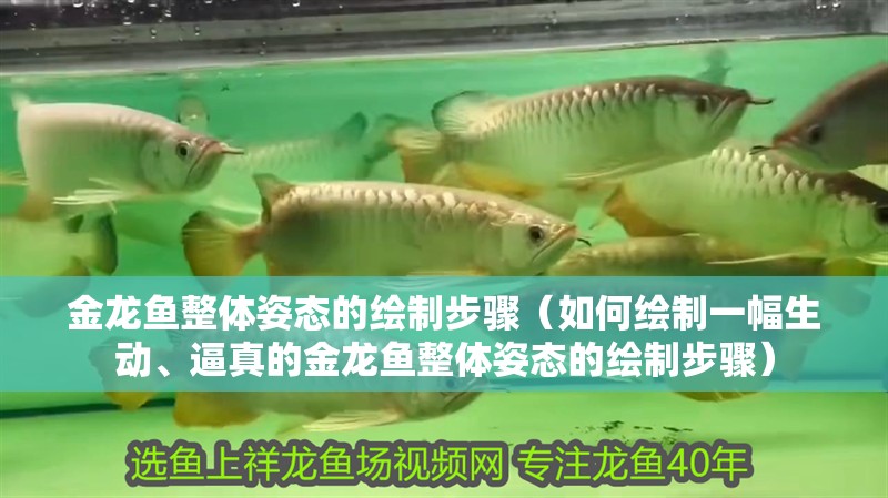 金龍魚整體姿態的繪制步驟（如何繪制一幅生動、逼真的金龍魚整體姿態的繪制步驟）