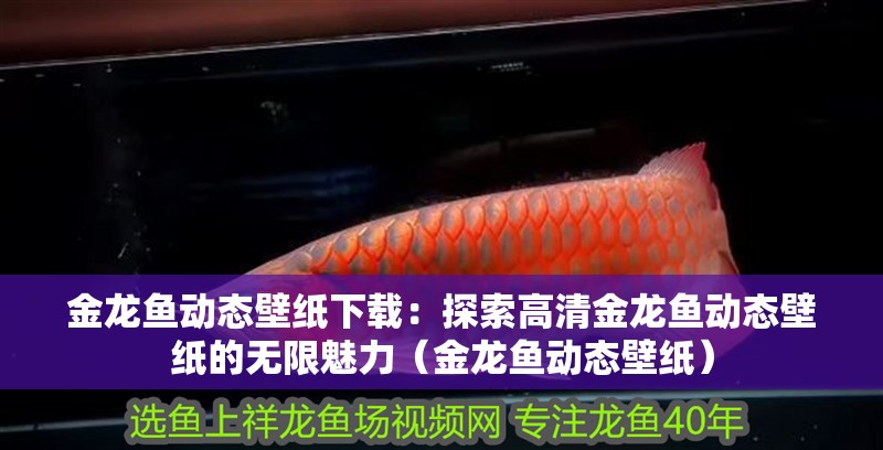 金龍魚動態(tài)壁紙下載：探索高清金龍魚動態(tài)壁紙的無限魅力（金龍魚動態(tài)壁紙）