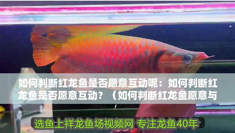 如何判斷紅龍魚是否愿意互動呢：如何判斷紅龍魚是否愿意互動？（如何判斷紅龍魚愿意與你互動）