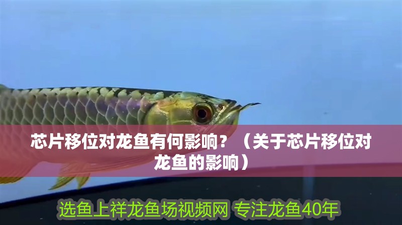 芯片移位對龍魚有何影響？（關于芯片移位對龍魚的影響）