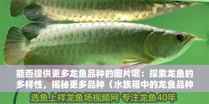 能否提供更多龍魚品種的圖片呢：探索龍魚的多樣性，揭秘更多品種（水族箱中的龍魚品種的多樣性，探索龍魚品種的多樣性）
