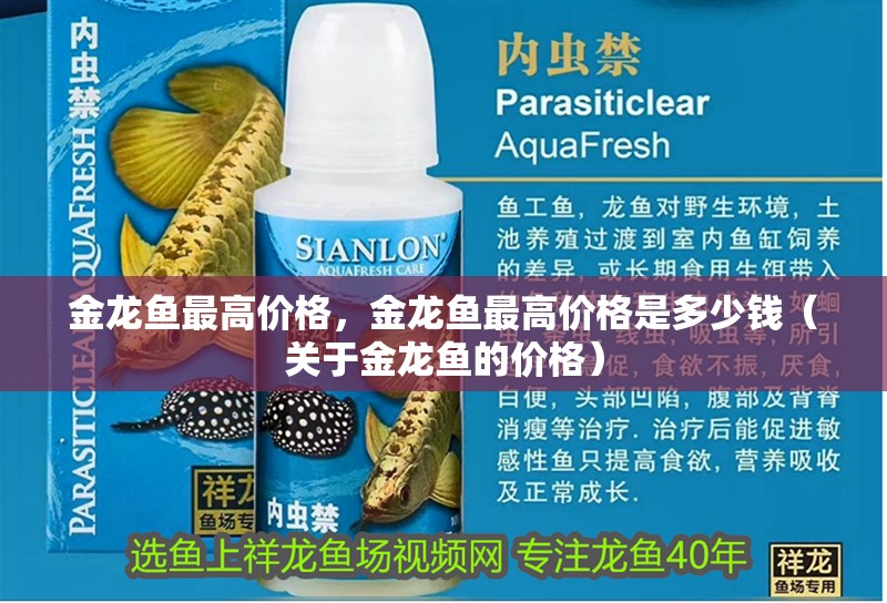 金龍魚最高價格，金龍魚最高價格是多少錢（關于金龍魚的價格）