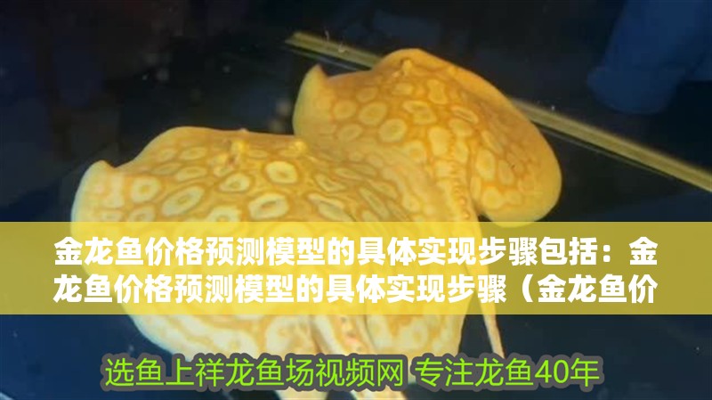 金龍魚價格預測模型的具體實現步驟包括：金龍魚價格預測模型的具體實現步驟（金龍魚價格預測模型的具體實現步驟）
