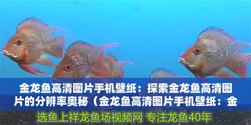 金龍魚高清圖片手機(jī)壁紙：探索金龍魚高清圖片的分辨率奧秘（金龍魚高清圖片手機(jī)壁紙：金龍魚高清圖片的分辨率選擇）