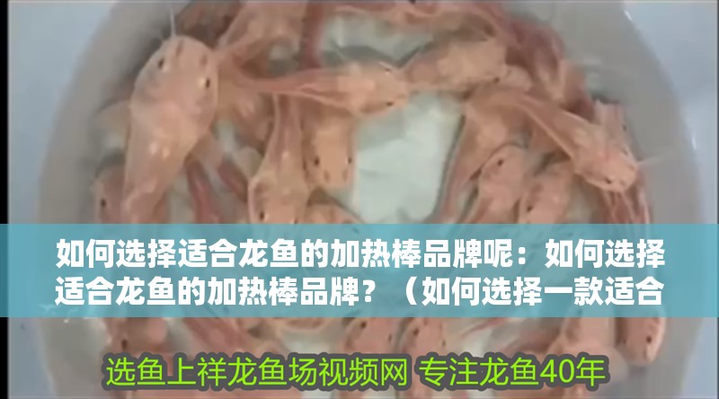 如何選擇適合龍魚的加熱棒品牌呢：如何選擇適合龍魚的加熱棒品牌？（如何選擇一款適合龍魚的加熱棒）