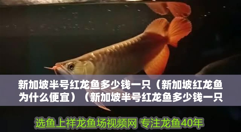 新加坡半號(hào)紅龍魚(yú)多少錢一只（新加坡紅龍魚(yú)為什么便宜）（新加坡半號(hào)紅龍魚(yú)多少錢一只）