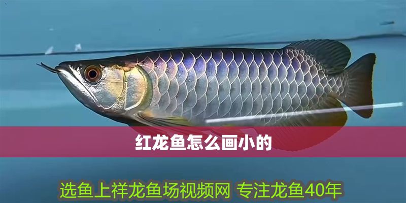 紅龍魚怎么畫小的
