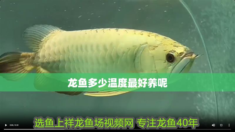 龍魚多少溫度最好養(yǎng)呢