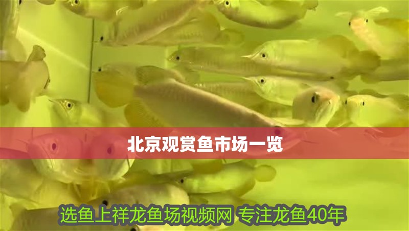 北京觀賞魚市場一覽 北京觀賞魚市場一覽 觀賞魚百科