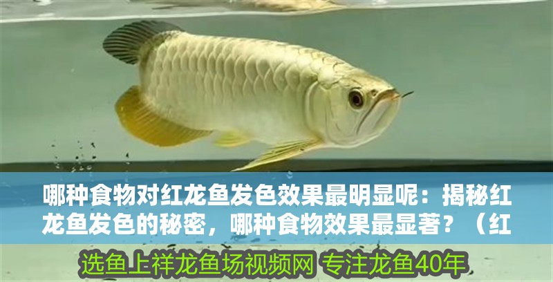 什么魚能和龍魚、虎魚混養(yǎng)(龍魚能和虎魚混養(yǎng)嗎) 哪種食物對(duì)紅龍魚發(fā)色效果最明顯呢:揭秘紅龍魚發(fā)色的秘密,哪種食物效果最顯著?(紅龍魚發(fā)色效果的顯著性研究) 水族問答 哪種食物對(duì)紅龍魚發(fā)色效果最明顯呢:揭秘紅龍魚發(fā)色的秘密,哪種食物效果最顯著?(紅龍魚發(fā)色效果的顯著性研究) 哪種食物對(duì)紅龍魚發(fā)色效果最明顯呢:揭秘紅龍魚發(fā)色的秘密,哪種食物效果最顯著?(紅龍魚發(fā)色效果的顯著性研究) 水族問答