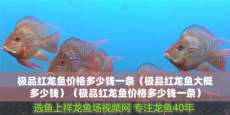 極品紅龍魚價格多少錢一條（極品紅龍魚大概多少錢）（極品紅龍魚價格多少錢一條）