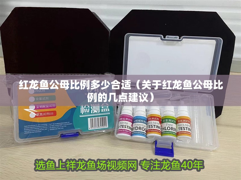 紅龍魚公母比例多少合適（關于紅龍魚公母比例的幾點建議）