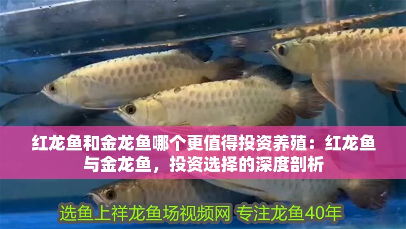 紅龍魚和金龍魚哪個更值得投資養殖：紅龍魚與金龍魚，投資選擇的深度剖析