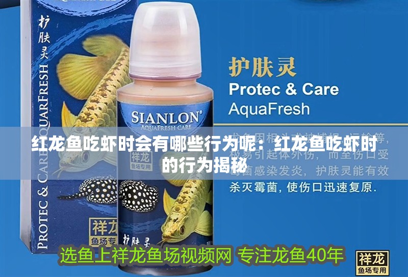 紅龍魚(yú)吃蝦時(shí)會(huì)有哪些行為呢：紅龍魚(yú)吃蝦時(shí)的行為揭秘