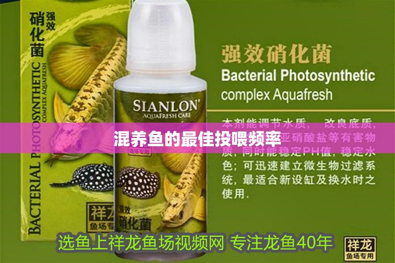 混養魚的最佳投喂頻率