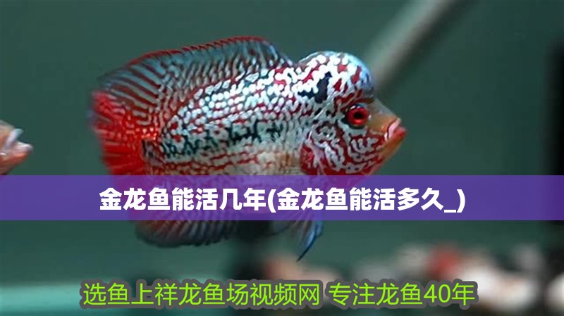 什么魚能和龍魚、虎魚混養(龍魚能和虎魚混養嗎) 金龍魚能活幾年(金龍魚能活多久_) 觀賞魚百科 金龍魚能活幾年(金龍魚能活多久_) 金龍魚能活幾年(金龍魚能活多久_) 觀賞魚百科