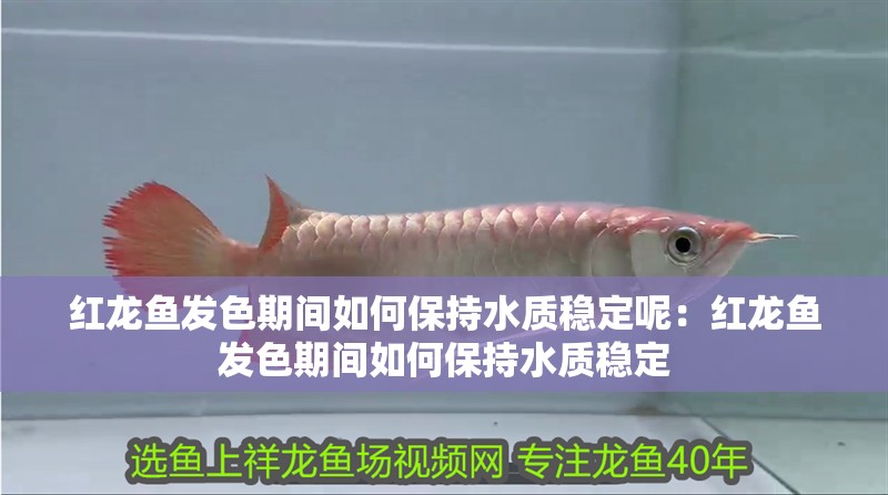 紅龍魚發色期間如何保持水質穩定呢：紅龍魚發色期間如何保持水質穩定